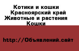 Котики и кошки - Красноярский край Животные и растения » Кошки   
